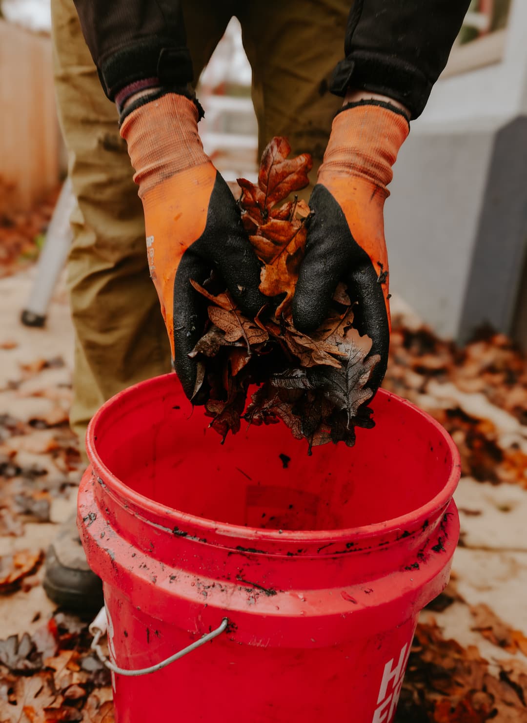 Person in gloves gathering leaves into a red bucket during yard cleanup.
